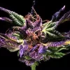 Grand Daddy Purple Regular Seeds - 10