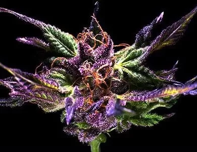 Grand Daddy Purple Regular Seeds - 10