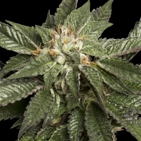 L.A. Confidential Feminised Seeds - 6