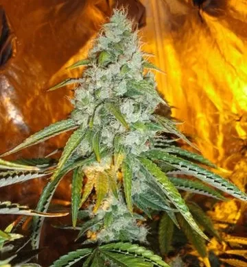 Original Sour Diesel Feminised Seeds - 6