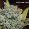 Sweet 'n Sour Widow CBD 1:1 Regular Seeds - Bulk x 100