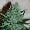 White Lavender Feminised Seeds - 5