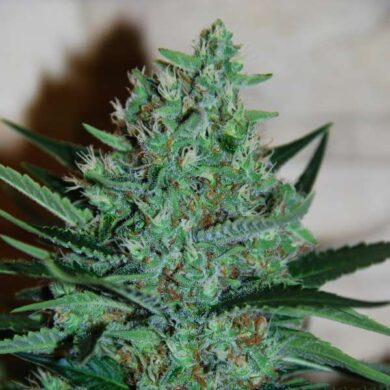 White Lavender Feminised Seeds - 5