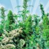 Outdoor Mix Regular Seeds - 25