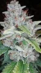 Skywalker Kush Feminised Seeds - 6