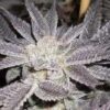 LA Affie Feminised Seeds - 6