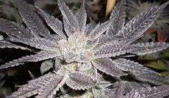 LA Affie Feminised Seeds - 6