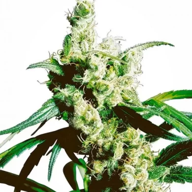 Silver Haze Regular Seeds - 10