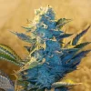 White Widow Feminised Seeds - 5