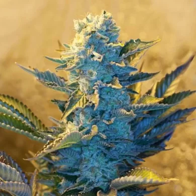 White Widow Feminised Seeds - 5