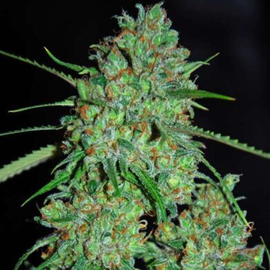 White Critical Feminised Seeds - 5