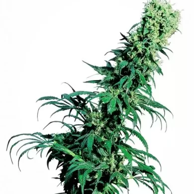 Early Pearl Regular Seeds - 10