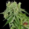 Banana Split Regular Seeds - 12