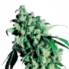 Super Skunk Regular Seeds - 10