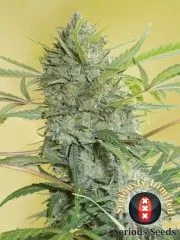 Serious Happiness Feminised Seeds - 6