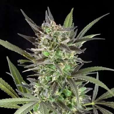 Blue Venom Feminised Seeds - 5