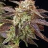 BC Kush Feminised Seeds - 6