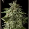 Afgooey Feminized Seeds