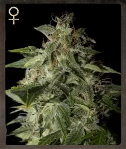 Afgooey Feminized Seeds