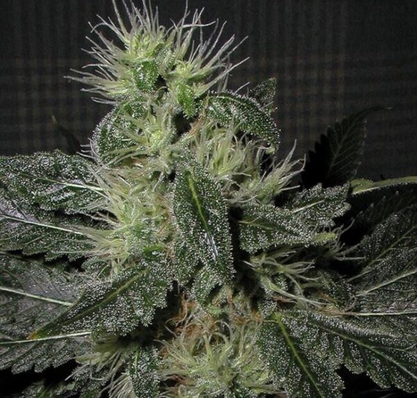 Alien OG Auto Feminized Seeds - BULK X 100