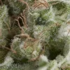 American Pie Auto Feminized Seeds