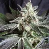 S.A.D. Sweet Afgani Delicious Auto® x Black Jack®