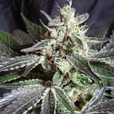 S.A.D. Sweet Afgani Delicious Auto® x Black Jack®