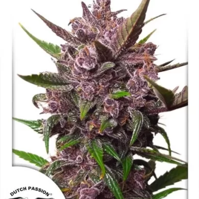 Blackberry Kush Auto Feminized Seeds