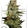 Blueberry Auto Feminied Seeds