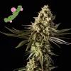 Bubba Kush Feminized - Bulk x 100Bubba Kush Feminized - Bulk x 100