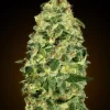 California Kush Auto Feminized Seeds