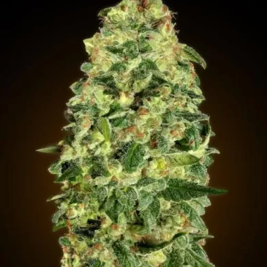 California Kush Auto Feminized Seeds