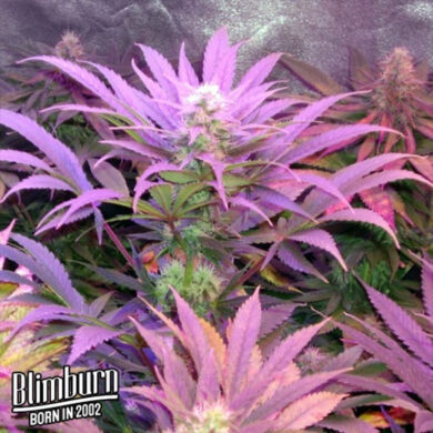 Cream Auto Feminized Seeds