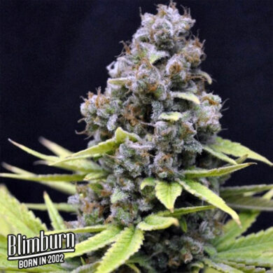 Critical Auto Feminized Seeds