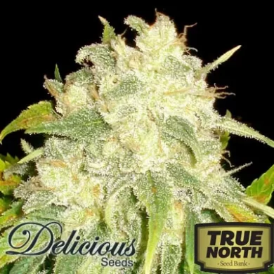 Delicious-Seeds-Il-Diavolo-Automatic