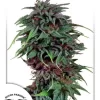 Durban Poison Feminized Seeds