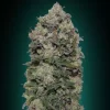 Northern Lights Feminized Seeds Seeds