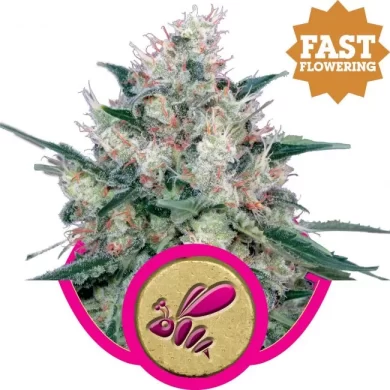 Honey Cream FAST Version Feminized Seeds