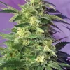 Killer Kush Auto Feminized Seeds