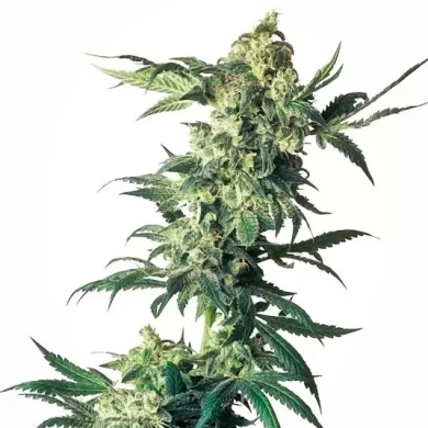 Northern Lights Feminised Seeds