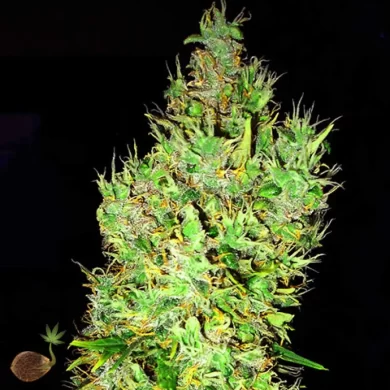 OG Critical FEMINIZED Seeds (Emerald Triangle)