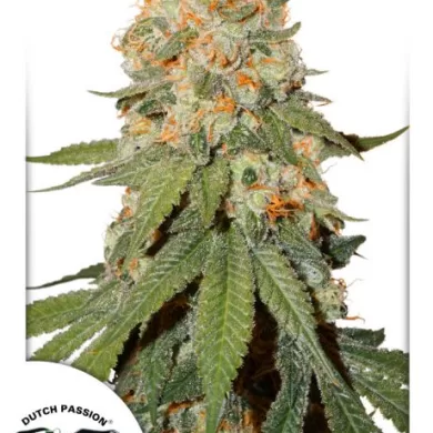 Orange Bud Feminized Seeds