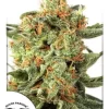 Orange Hill Special Feminized Seeds