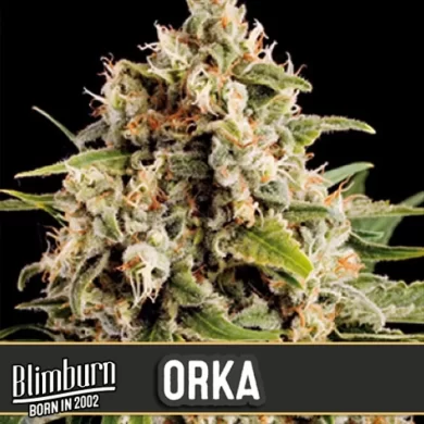 Orka Feminized Seeds