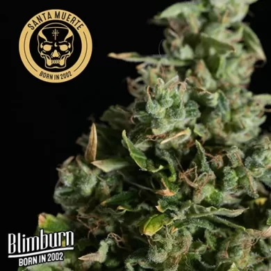 Santa Muerte Feminized Seeds