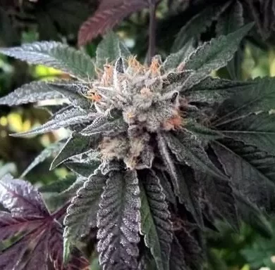 Shiatsu Kush Regular Seeds - 12