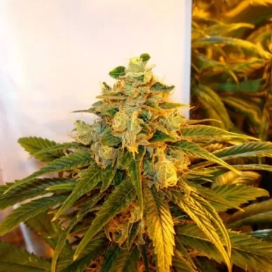 Trainwreck Feminised Seeds - 5