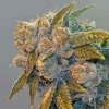 Chem Fire Regular Seeds - 12