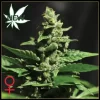 Green-O-Matic Auto Feminised Seeds - 10