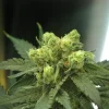 Wonder Woman Feminised Seeds - 5